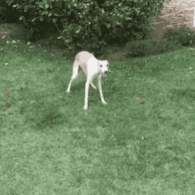 Qwen Zoomies